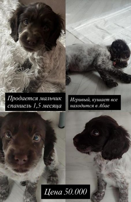 Продаётся щенок спаниеля