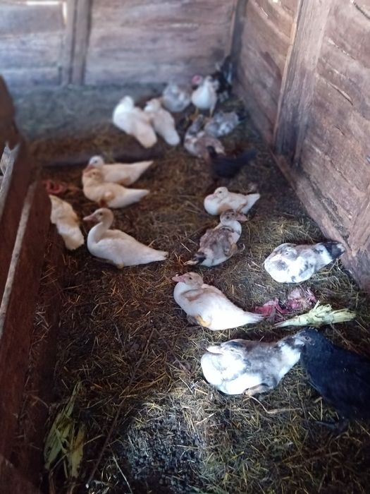 Vând rete mute cu tot cu bobocei de rata