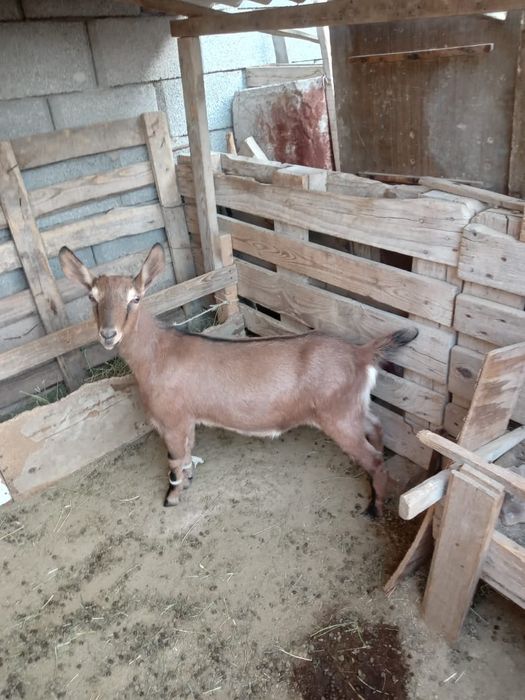 Ешкі лағын сату.