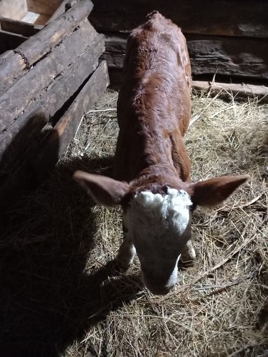 Vaca cu vițel de vanzare