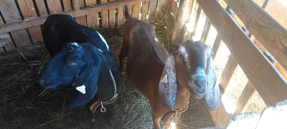 Vând capre anglo-nubiene