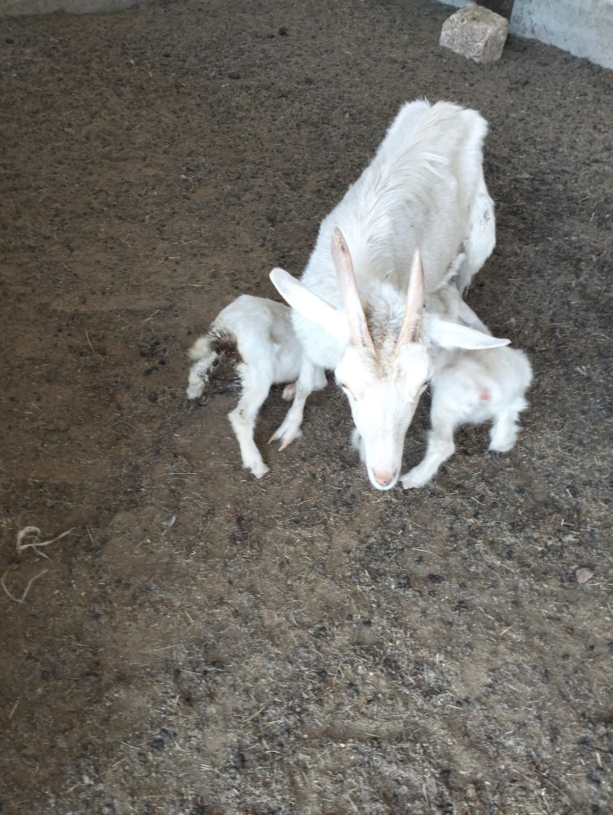 Продам козу молочную породы