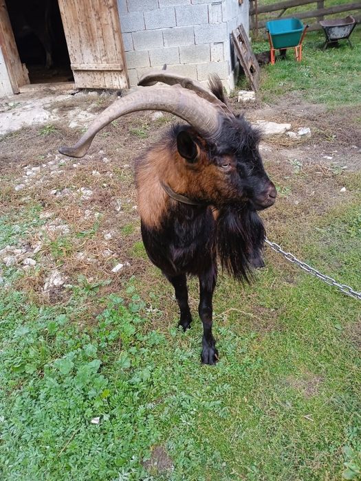 Tap alpin francez de vanzare