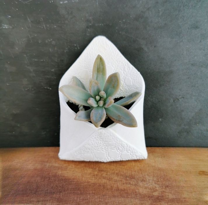 Marturii premium cu plante suculente