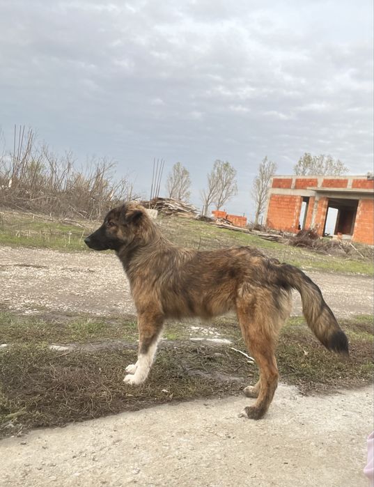 Buburuza- catelusa pentru adoptie