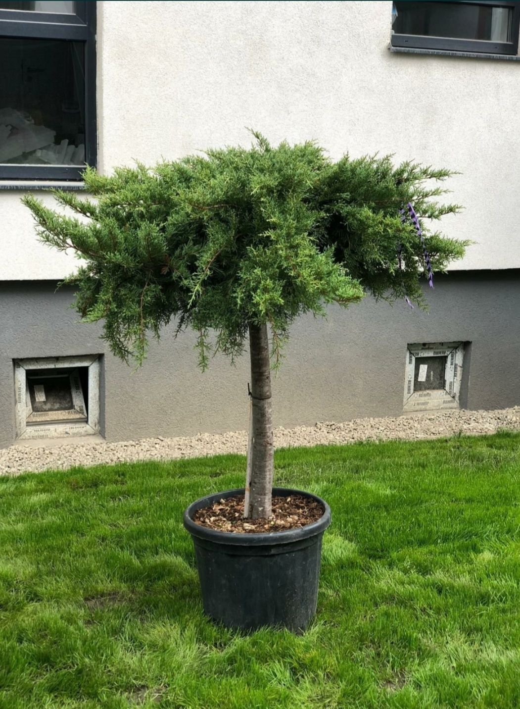 Plante ornamentale: tuia Smaragd/ leylandii/ brazi/ spirale/ pon/ etc