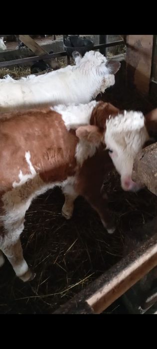 vând doi tăurași de bălțată românească și belgian