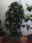 Plante de vânzare