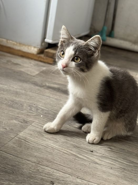 Томас ищет дом!!