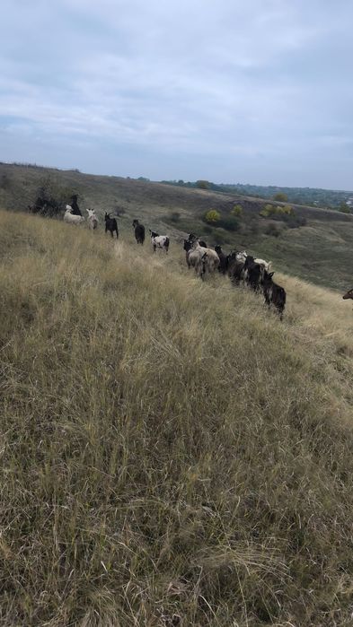 Capre,tienere si iede