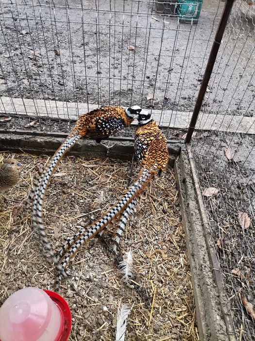 Oua fazani Mai multe rase PT imcubat