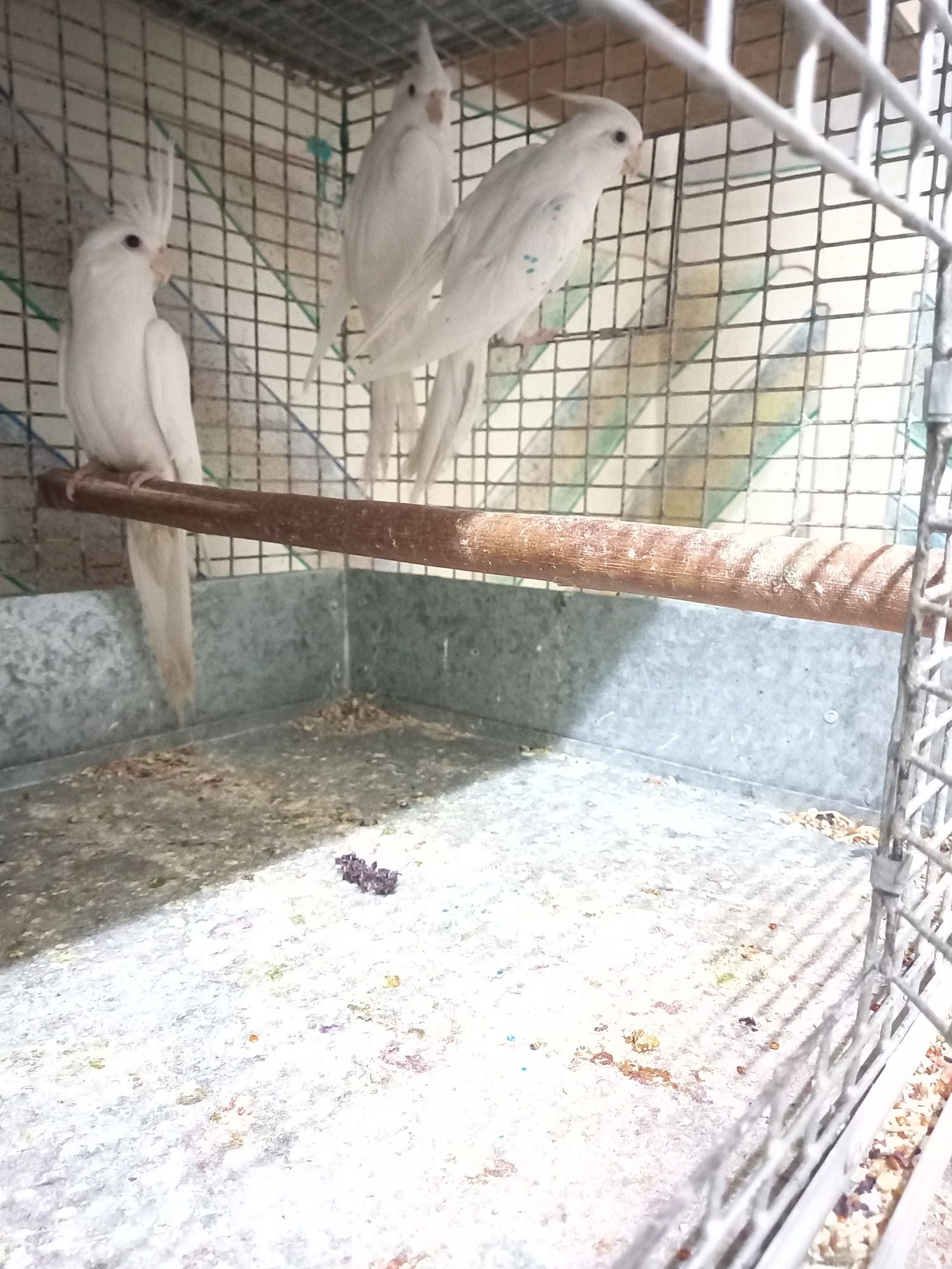 Лутина,Ангурка,Карелла птицы попугаи