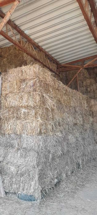 Baloti lucernă 2025,pret de la 15 lei