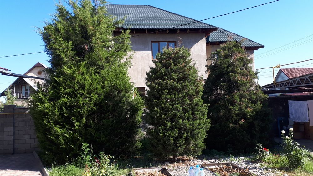 3 больших можжевельника