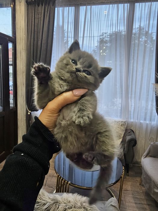 Продавам мъжко британско коте