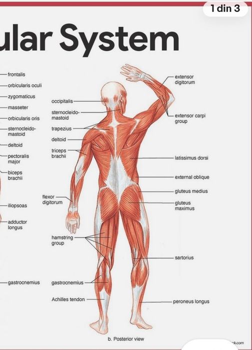 Masaj terapeutic, relaxare, anticelulitic.