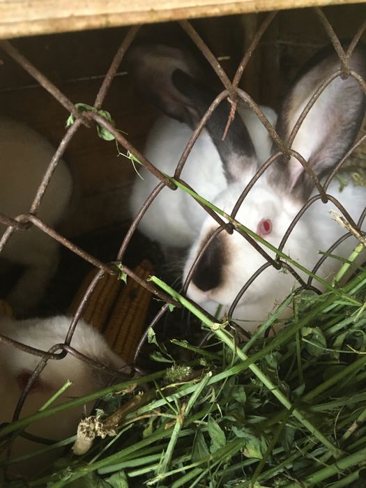 Iepuri Californian cu Urias de transilvania