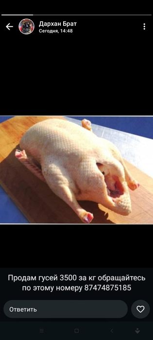 Продам гусей кг 3500, есть доставка по г.Павлодар