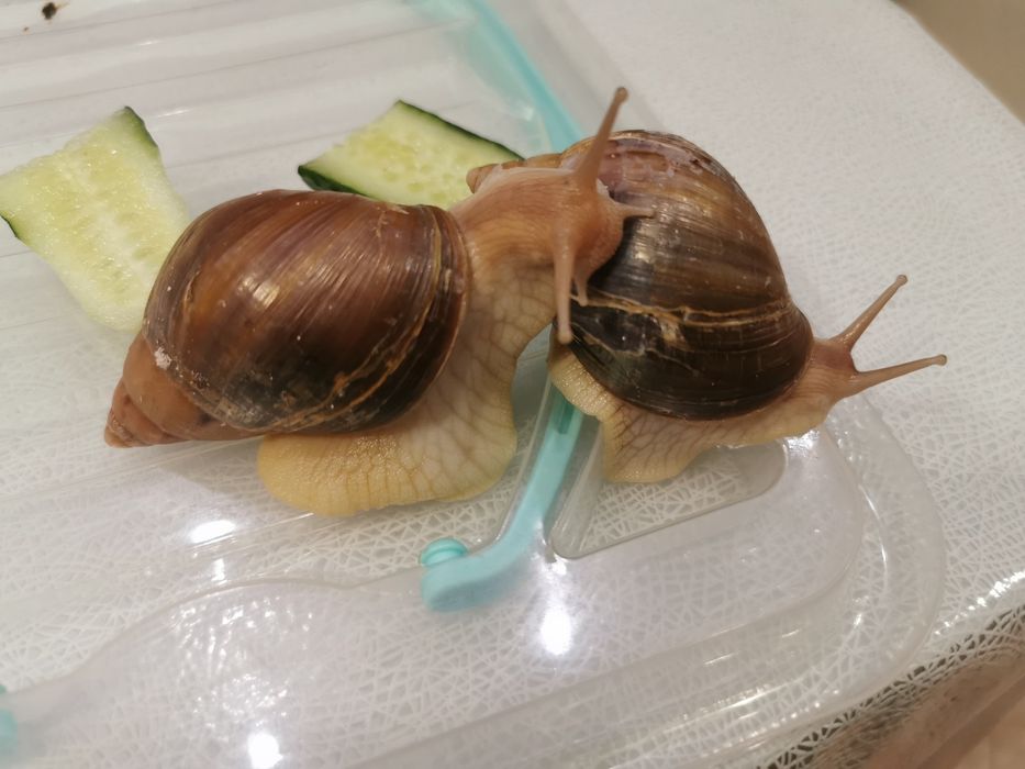 Улитки Ахатины + контейнер