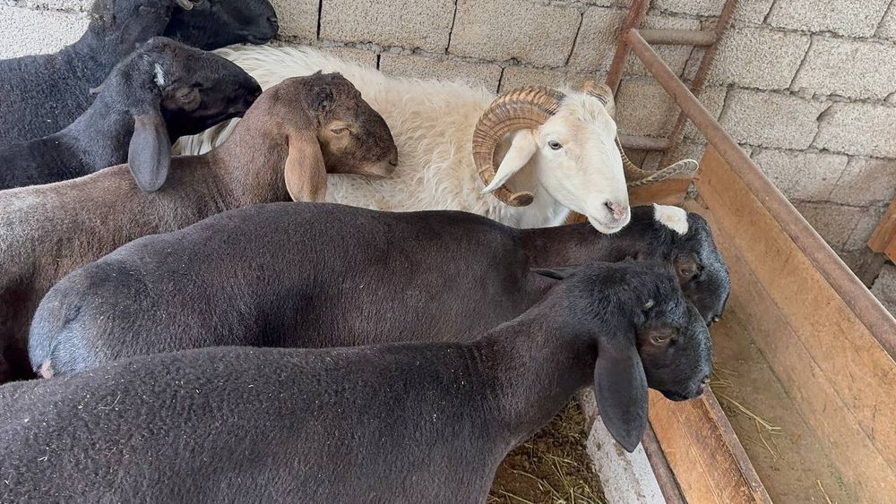 Qoʻy qoʻchqor qassob qurbonlikka