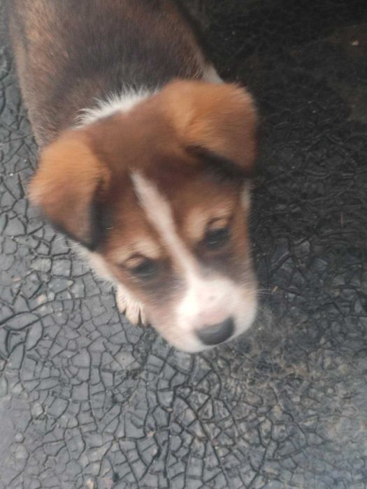 Catei adoptie  Constanta