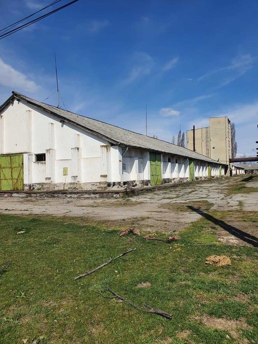 De vanzare baza de cereale cca 40.000 mp, intravinan, Oras Vânju Mare