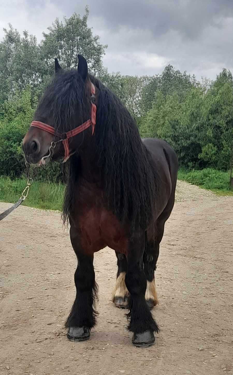 Armăsar ardenez pentru montă din Sălaj