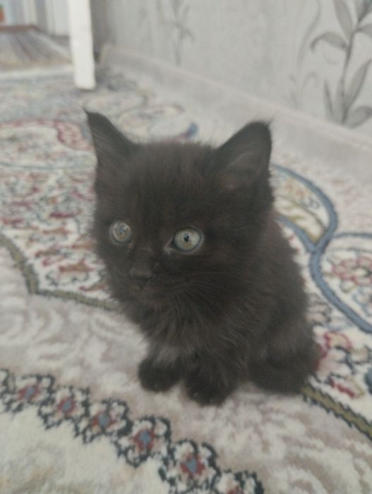 Кошка даром заберите