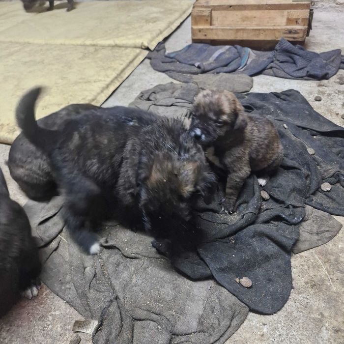 Кане корсо кученца