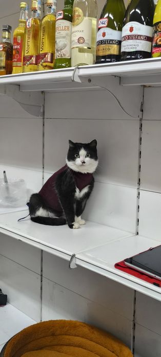 Кошечка в добрые руки