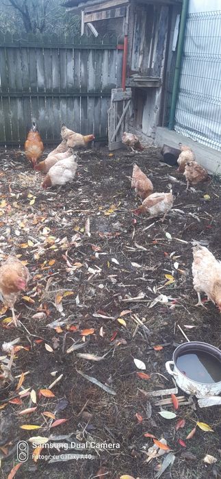 Vând găini de țară.