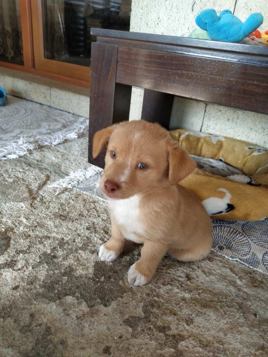 Мъжко кученце