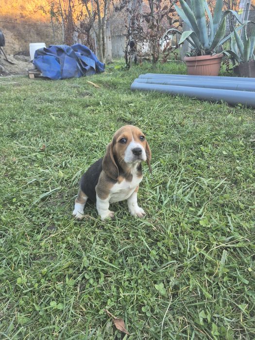 Cățelus Beagle Tricolor