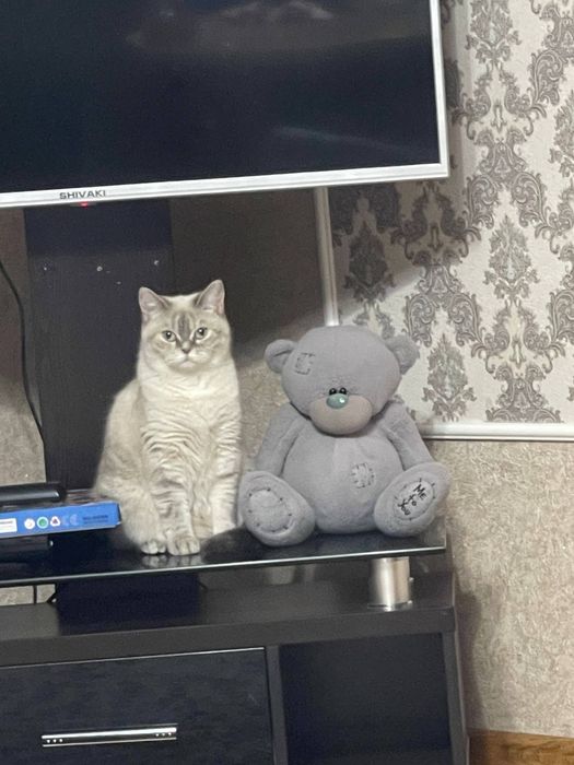 Скотиш страйт и Скотиш фолд