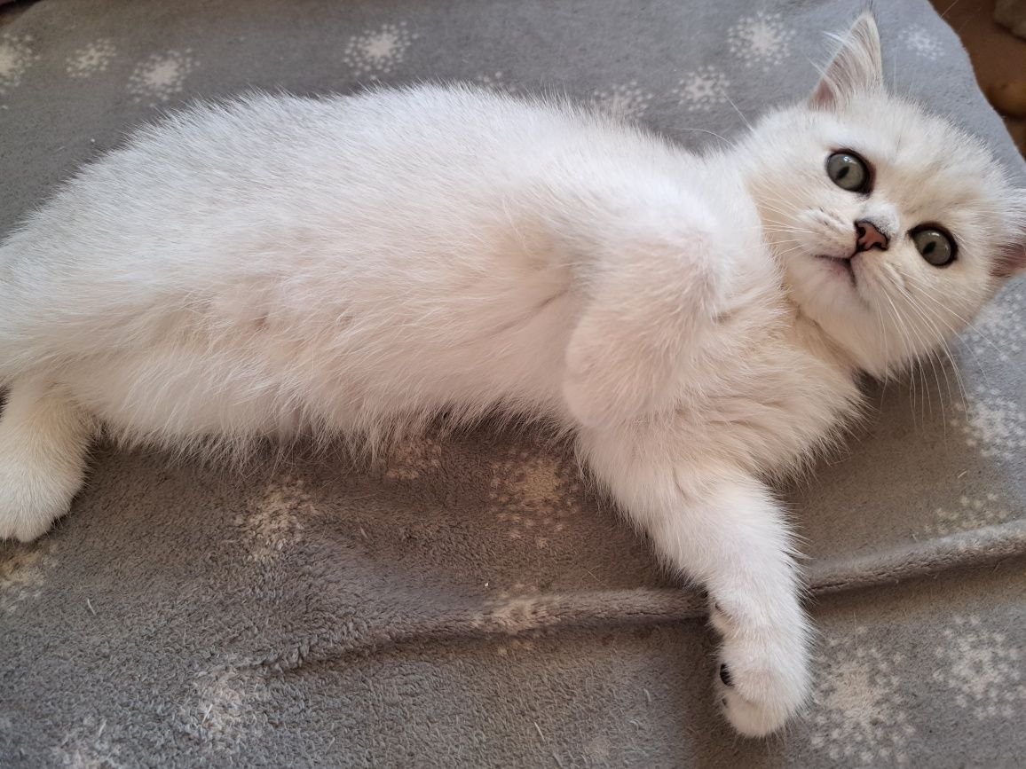Котенца шотландски/британски