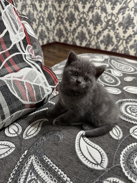 Продается котенок скоттиш страйт мальчик