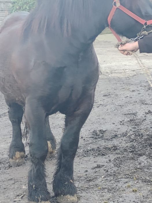 Mânz ardenez de 3 ani