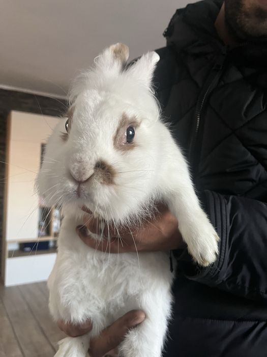 Iepure de vanzare pereche negociabil