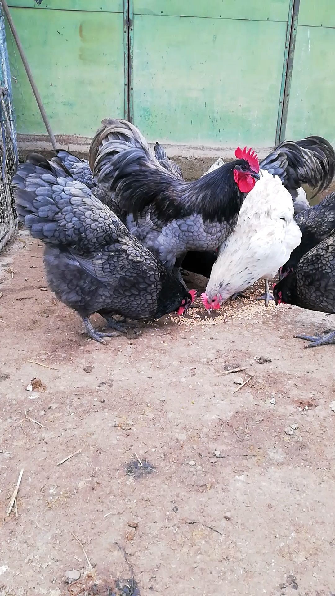 Oua incubat Australorp