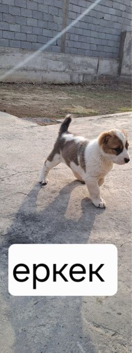 Кушік щенки алабай 1 ай 17 кунсатылады