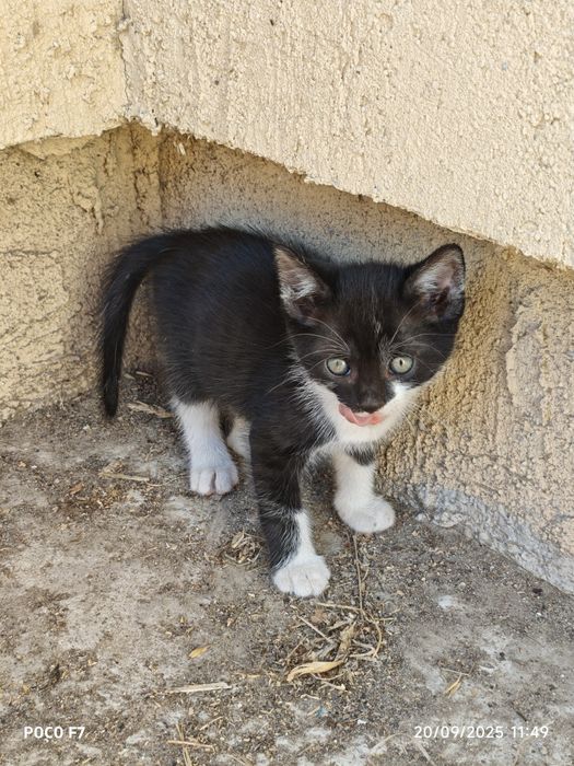Pui de pisici 4 bucati