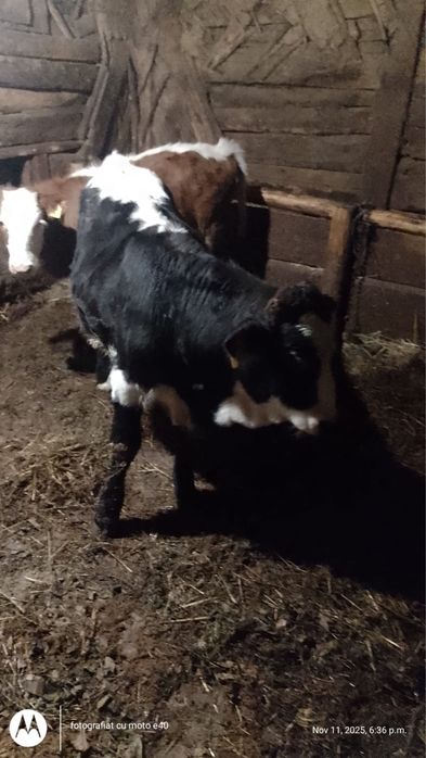 Vand vitei - doua bucati