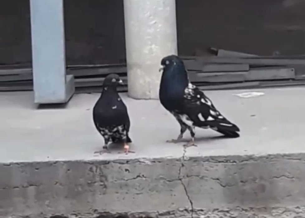 Голуби. Рампури пакистанские голуби.