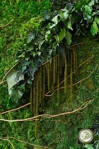 Вертикальное озеленение Мох Стабилизированные растения