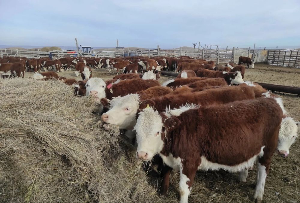 Продам 20 голов Казахская белоголовую коров