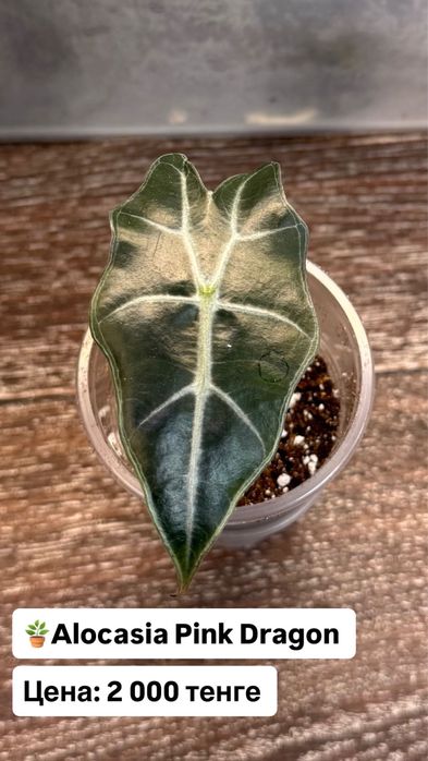 Алоказия Розовый Дракон