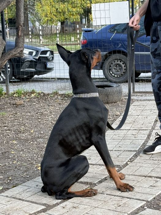 Подарявам Доберман