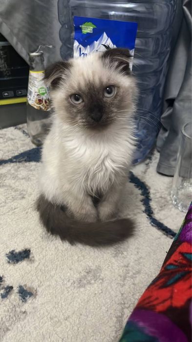 Скотиш страйт кошка