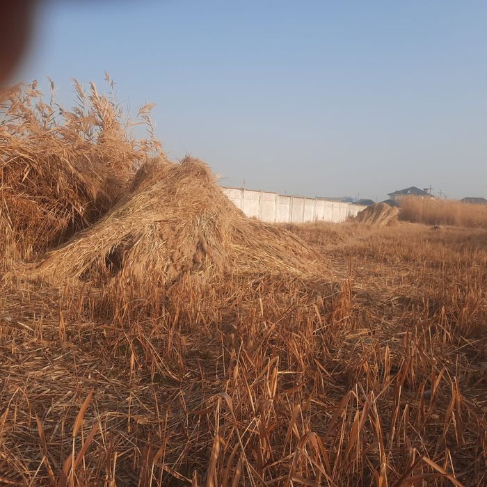 Бауланған қамыс және табиғи шөп сатылады!