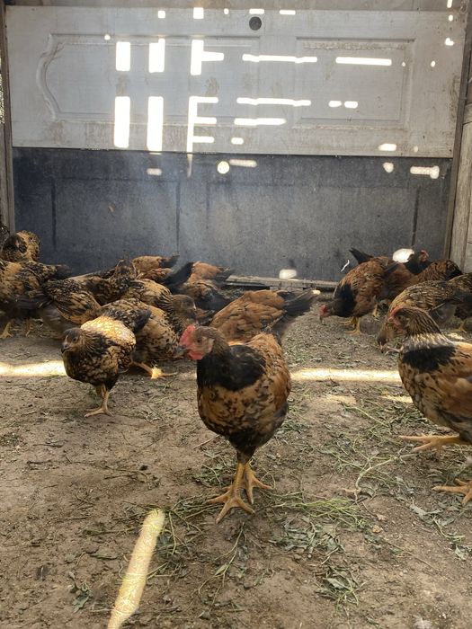 Продам петухи Кучин Ситцевые